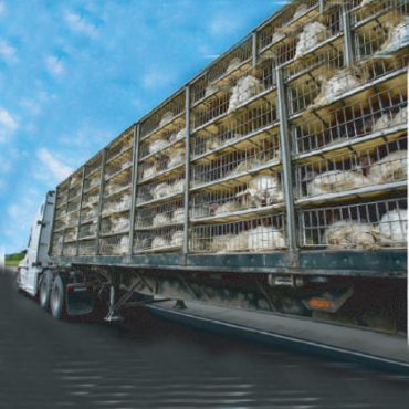 Poultry Carrying Truck